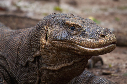 komodo dragon village 4D3N komodo dragon village 4D3N
