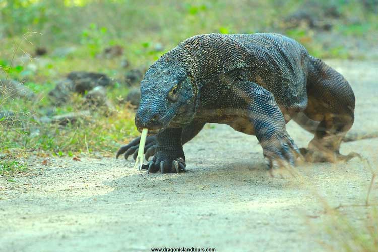 Komodo Dragon 1