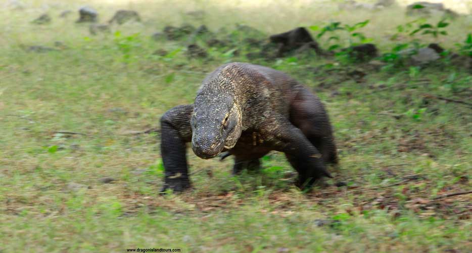 Komodo Dragon 4