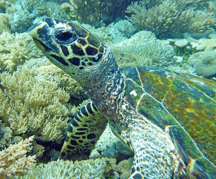 Seaturtle Komodo Island