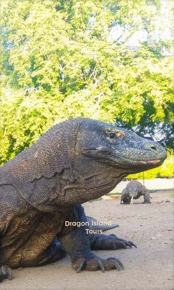 Komodo Dragon