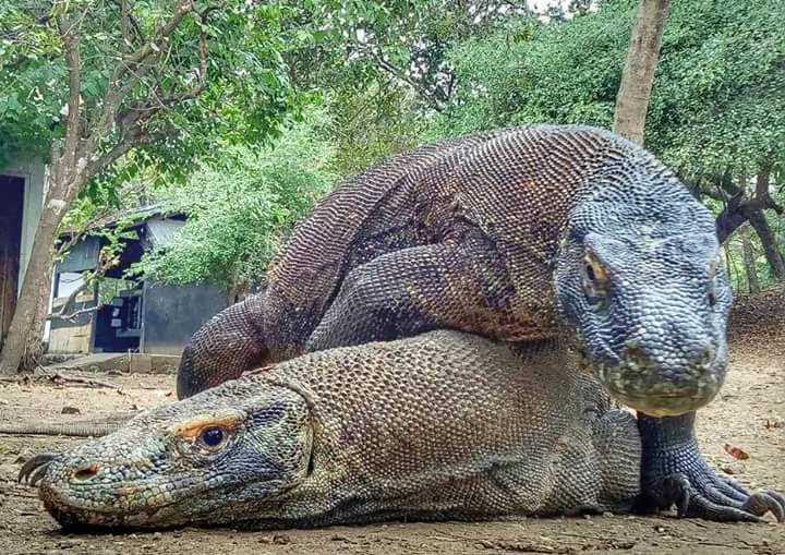 Male & Female Komodo